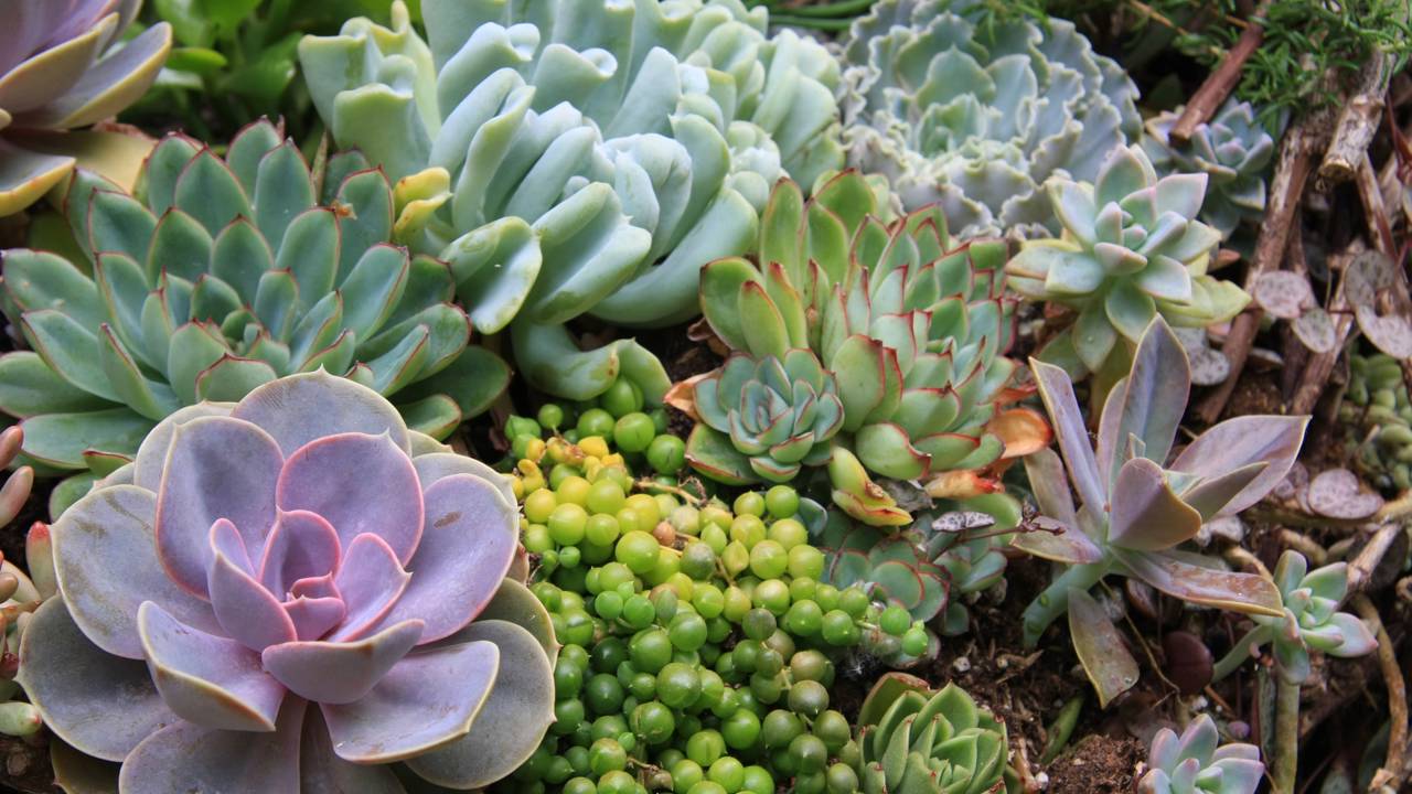 As plantas de baixa manutenção são perfeitas para quem não tem tempo. Descubra como cuidar e manter tudo bonito com pouco esforço.