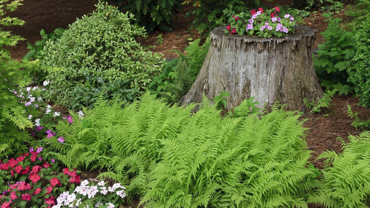 Sabia que você pode fazer o toco “sumir” usando apenas adubo e paciência? Descubra o pulo do gato da decomposição acelerada hoje mesmo.