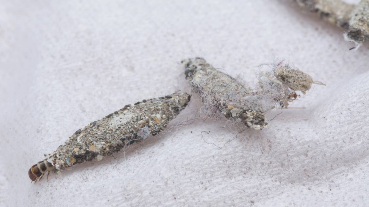 Como prevenir traças no guarda-roupas: 3 soluções naturais e caseiras