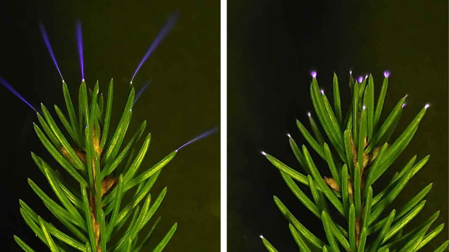 Descargas de coroa roxa aparecem nas pontas das agulhas das árvores, mostrando os flashes elétricos ocultos que os pesquisadores detectaram durante tempestades.