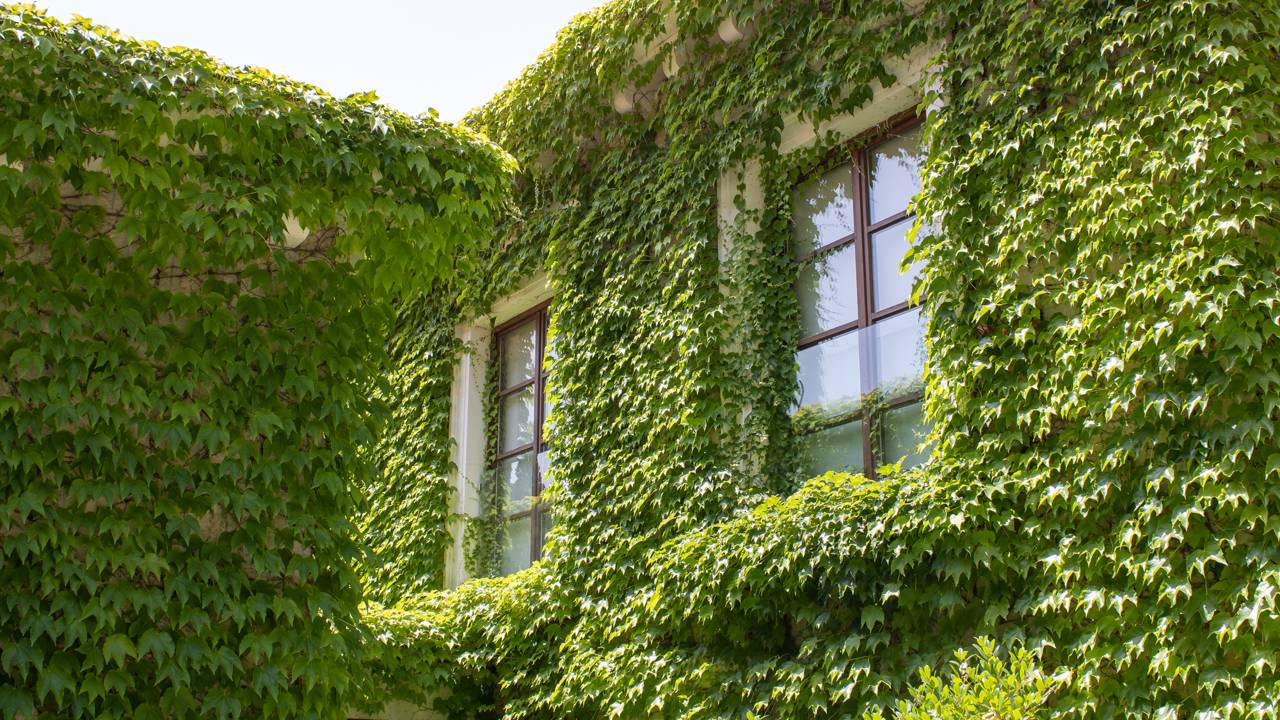 Saiba por que a trepadeira é o segredo para o luxo de um ambiente fresco e sustentável com economia real hoje