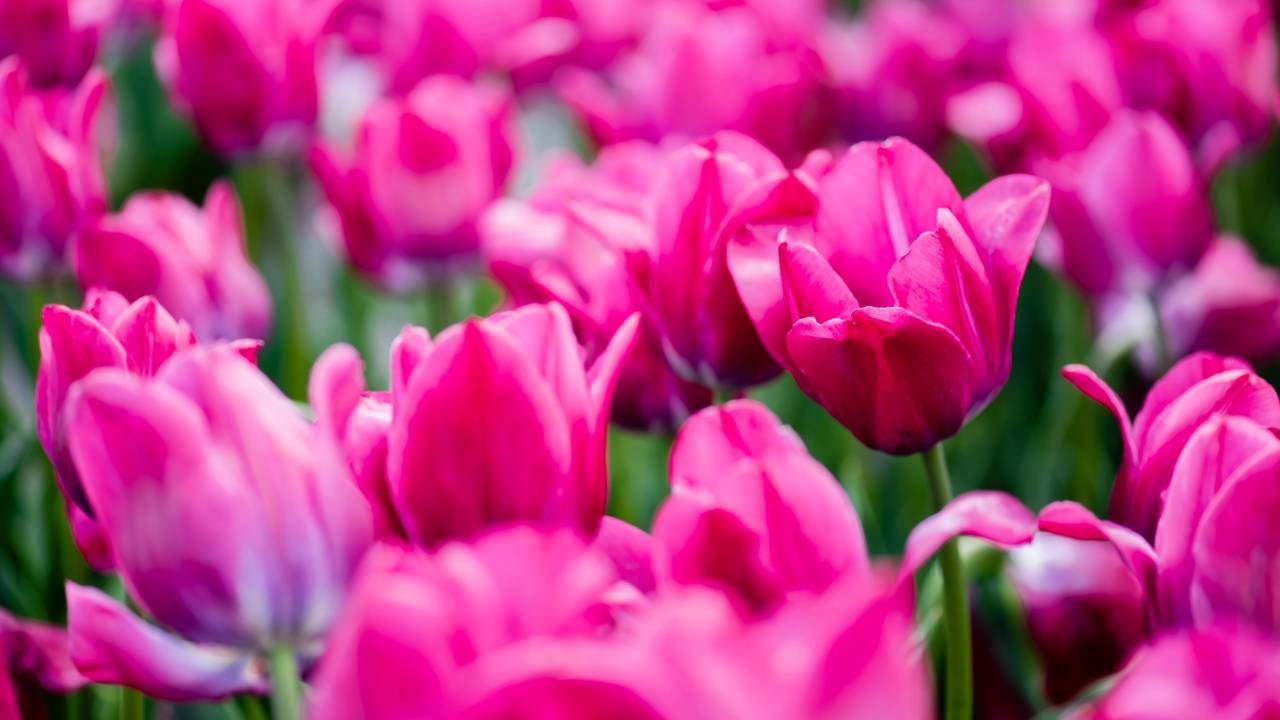 Esse truque com água das tulipas está chamando atenção por manter as flores bonitas por mais tempo em casa.