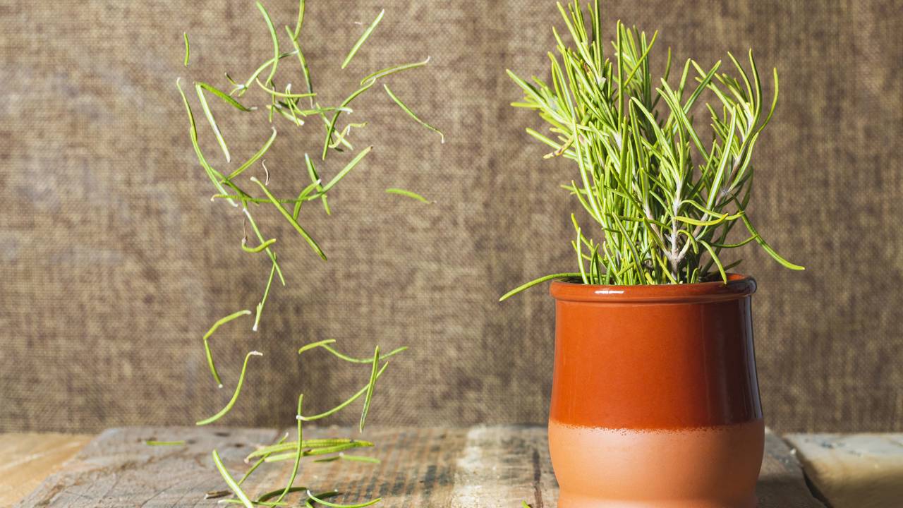 Esse hábito com alecrim no quarto está chamando atenção por mudar o ar e o conforto do espaço. Saiba o que faz tanta gente aderir.
