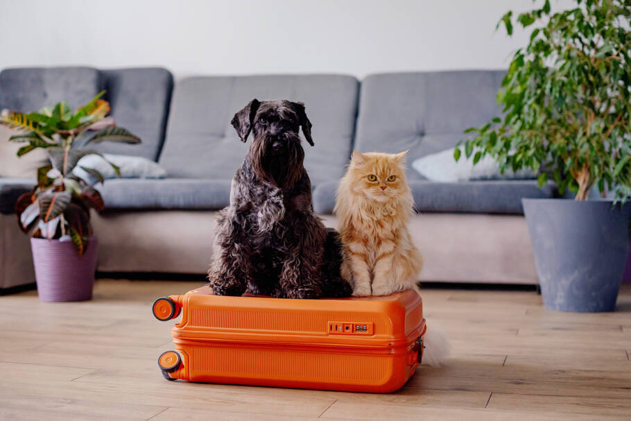 Travel concept with funny dog and cat sitting on suitcase. life with animals concept – wanderlust people traveling the world