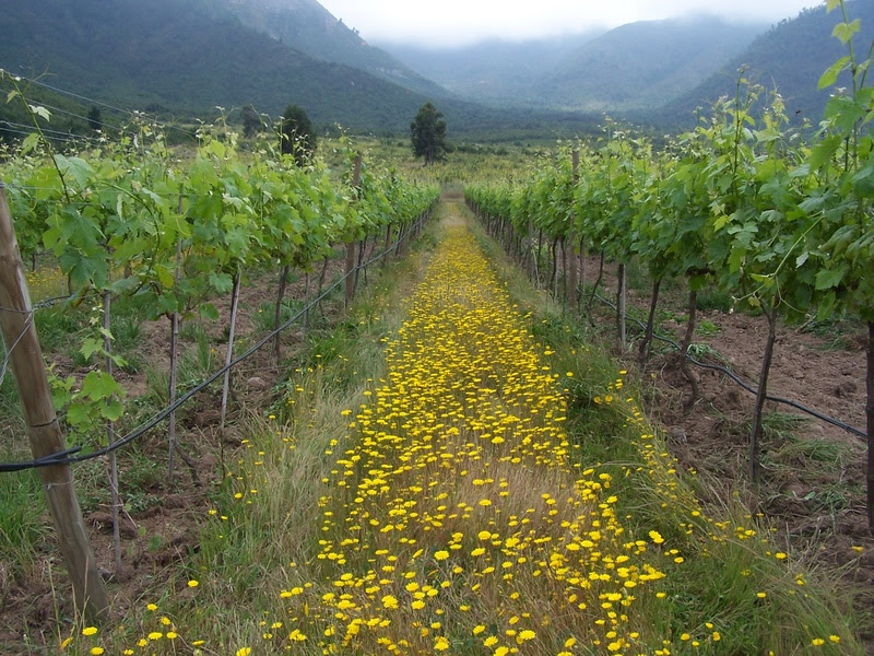 Vinhedos da Emiliana, a maior vinícola orgânica do mundo