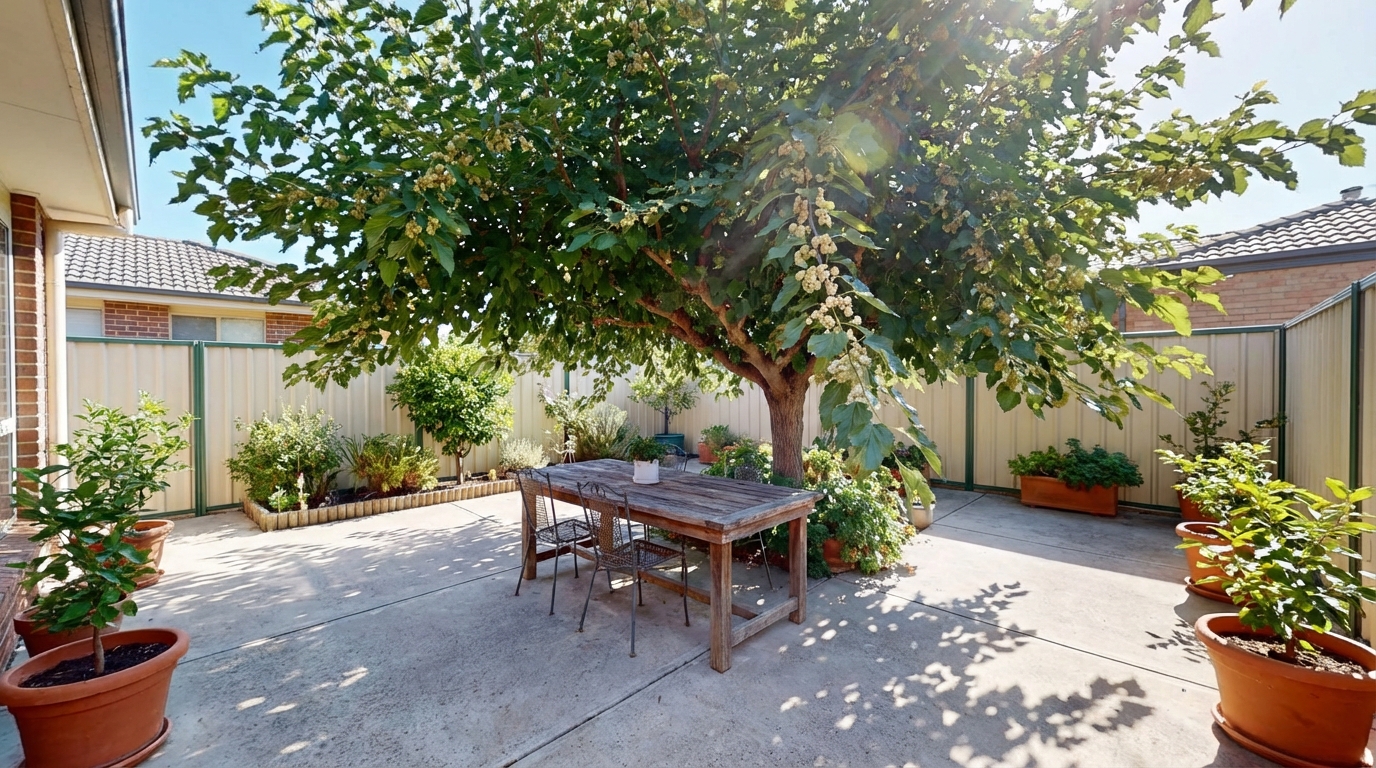 A amoreira branca oferece sombra fresca e frutos deliciosos sem comprometer a integridade das calçadas.