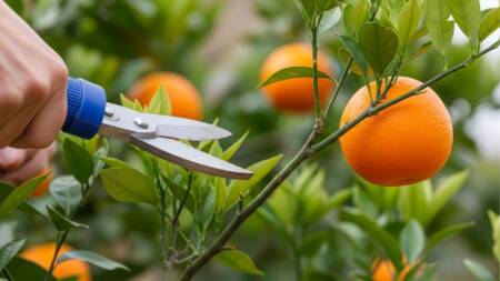 Podar a laranjeira no final do inverno ou início da primavera é essencial para o sucesso