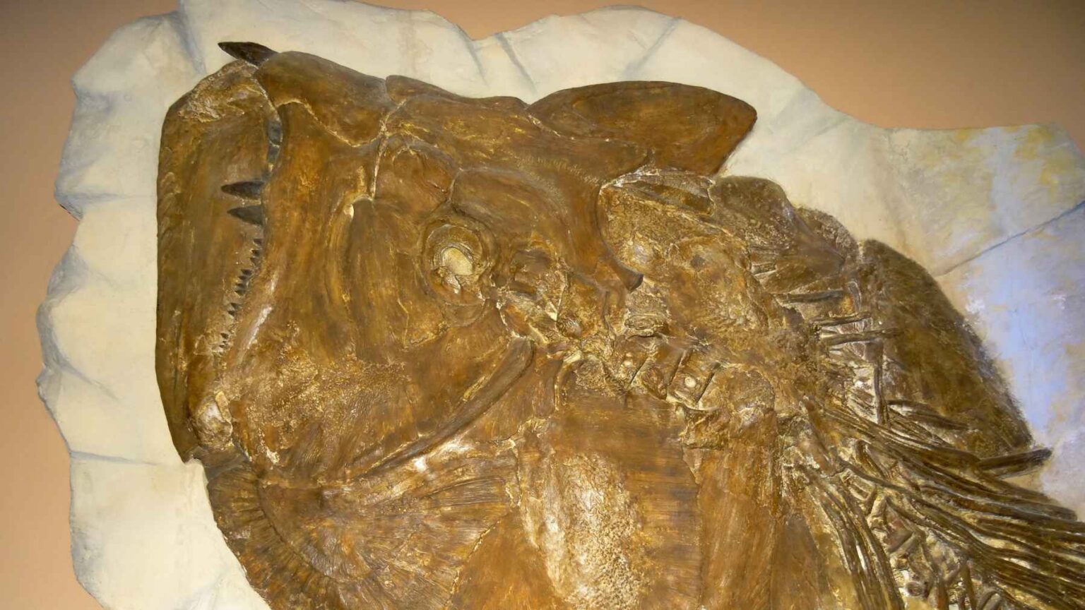 Em uma gaveta do Field Museum of Natural History, em Chicago, cientistas encontraram o que equivale a um momento congelado de violência antiga.