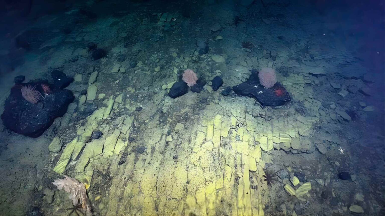 Em 2022, um veículo operado remotamente deslizando sobre uma montanha subaquática ao norte do Havaí enviou de volta uma cena que parecia saída diretamente de um filme de fantasia.