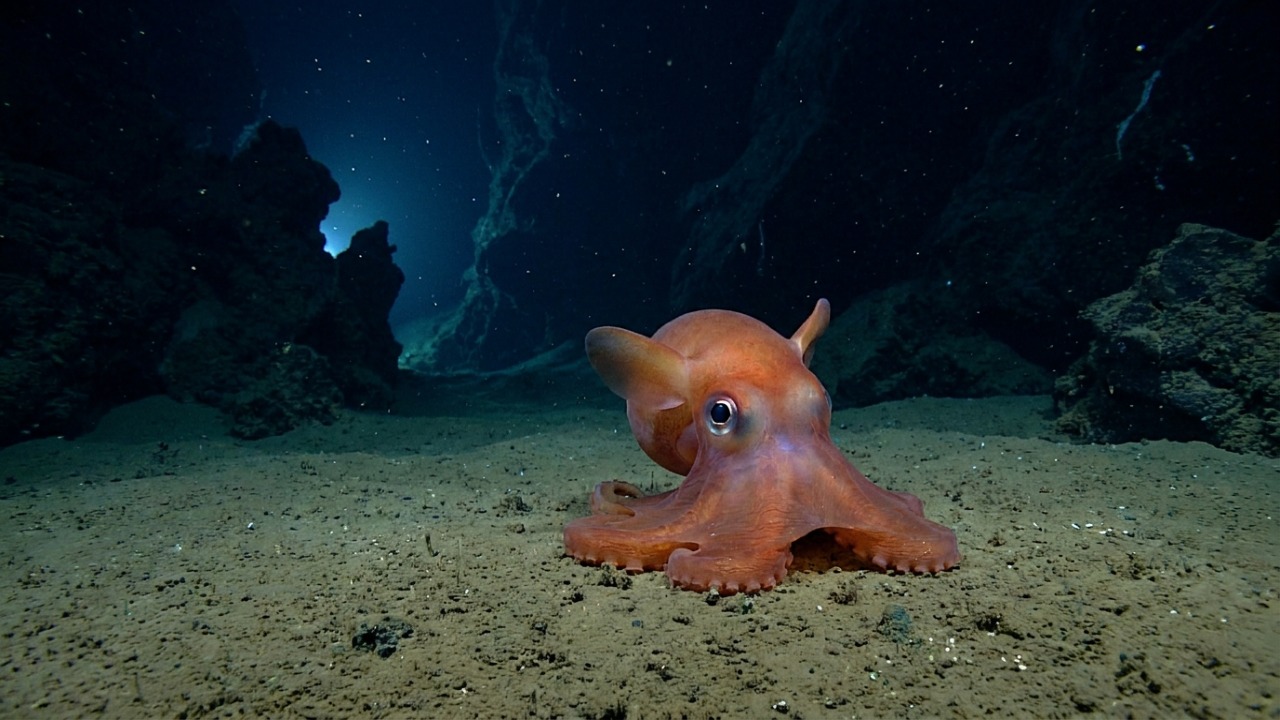 Pesquisadores catalogam uma nova espécie de polvo abissal encontrada em expedição científica na costa australiana.