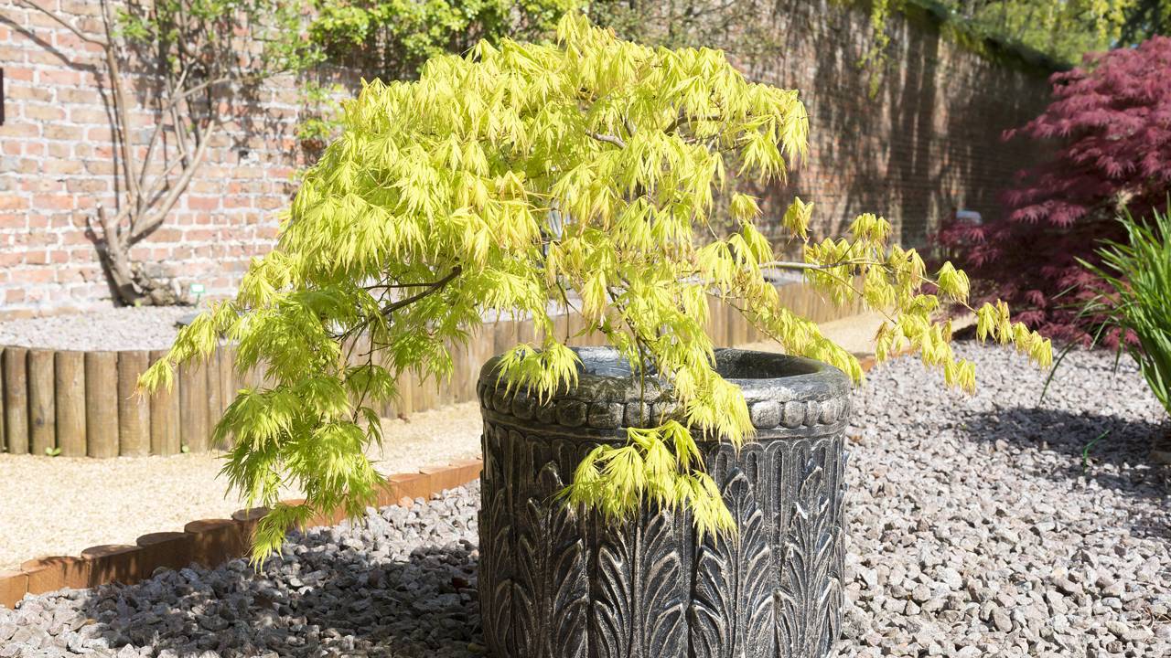 Plantas para vasos que resistem o frio e exigem poucos cuidados