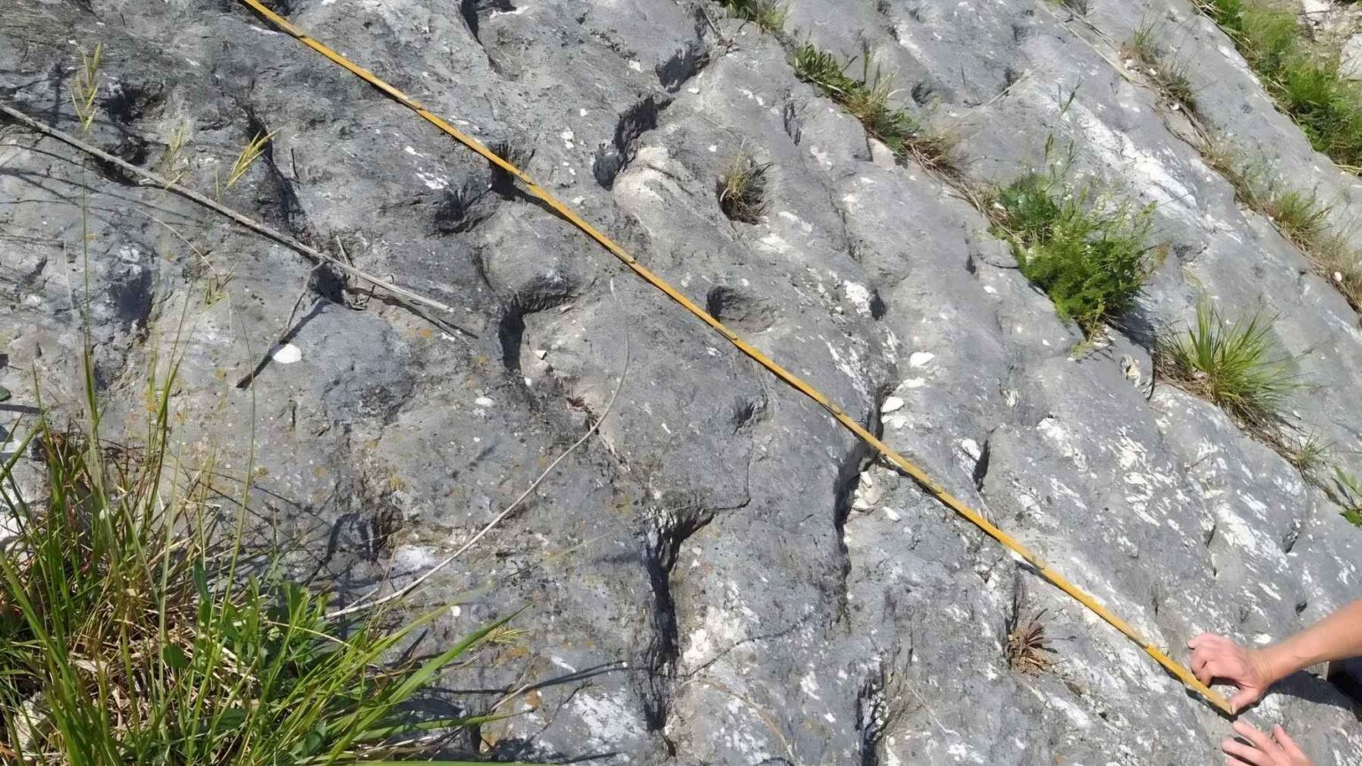 Pesquisadores na Itália identificaram centenas de sulcos fósseis que podem registrar tartarugas marinhas escapando de um terremoto subaquático.