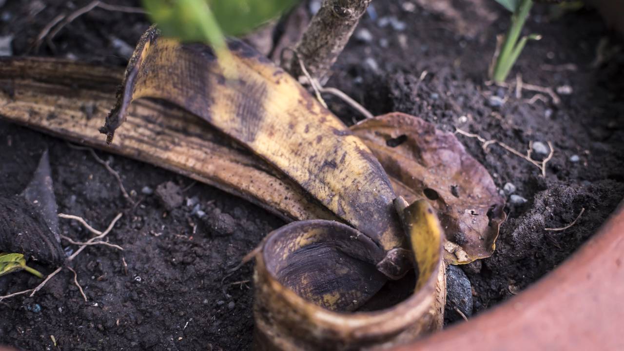 Casca de banana na orquídea ajuda no crescimento e na floração, mas alguns cuidados fazem toda a diferença no resultado.