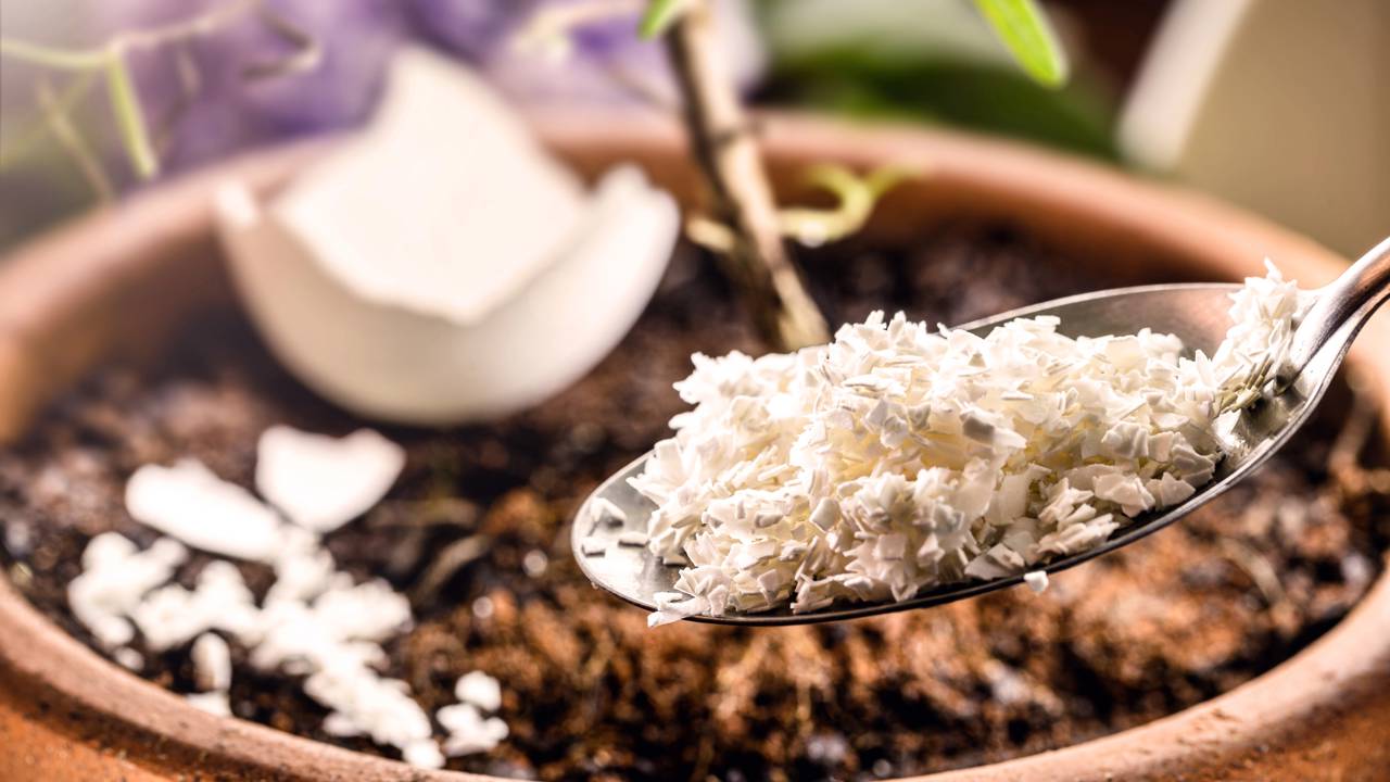 Usar casca de ovo no tomateiro pode melhorar a qualidade dos frutos e reforçar o cálcio no solo de forma natural.