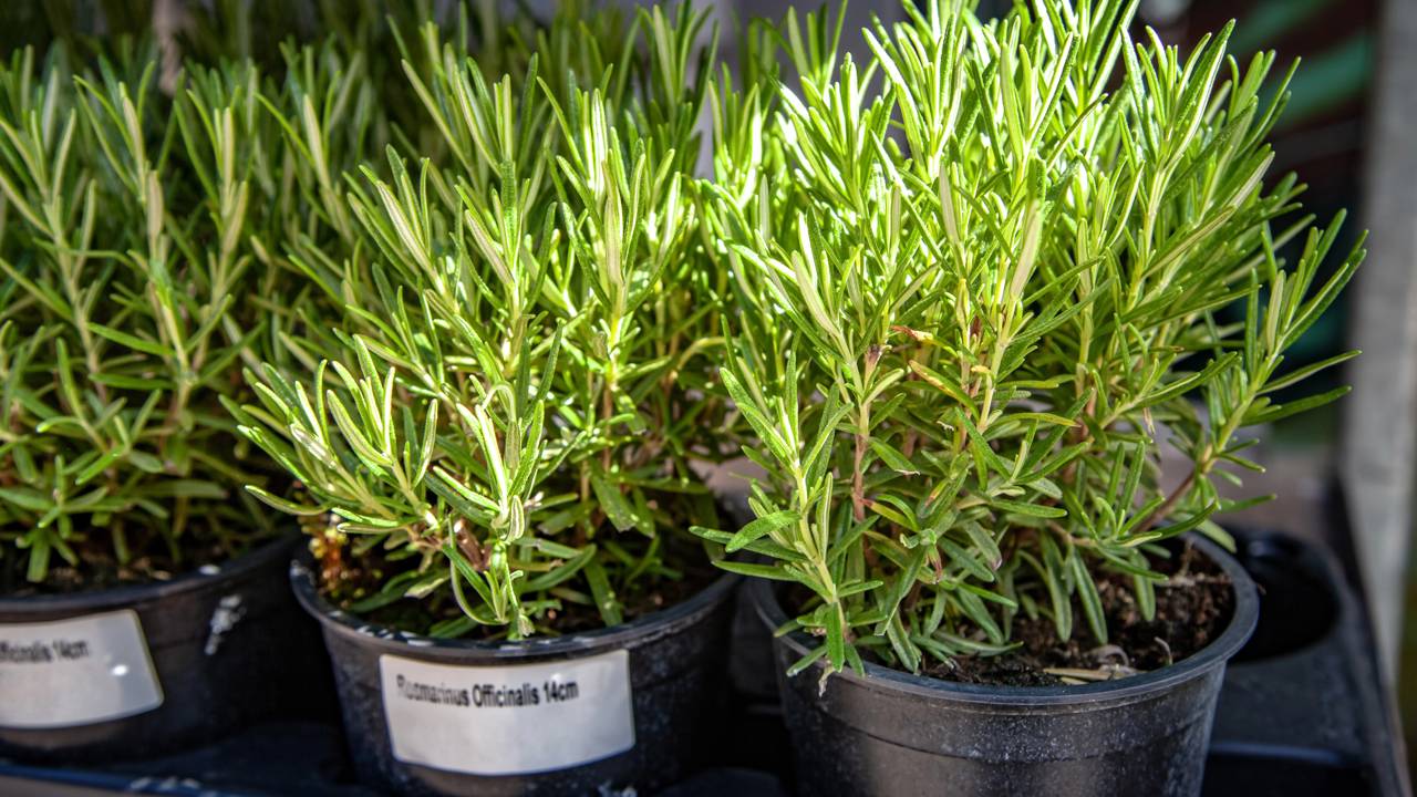 Uma barreira natural com lavanda, hortelã,alecrim e manjericão pode ajudar a proteger hortas e canteiros das formigas.