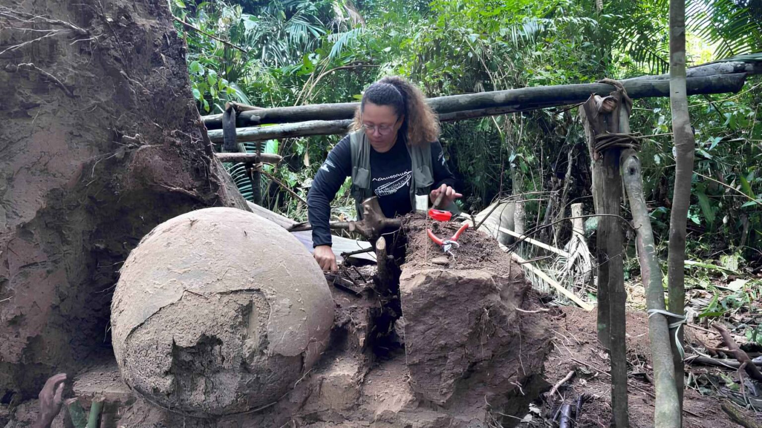 Pesquisadores e moradores locais trabalham juntos para remover uma enorme urna funerária encontrada sob o chão da floresta.