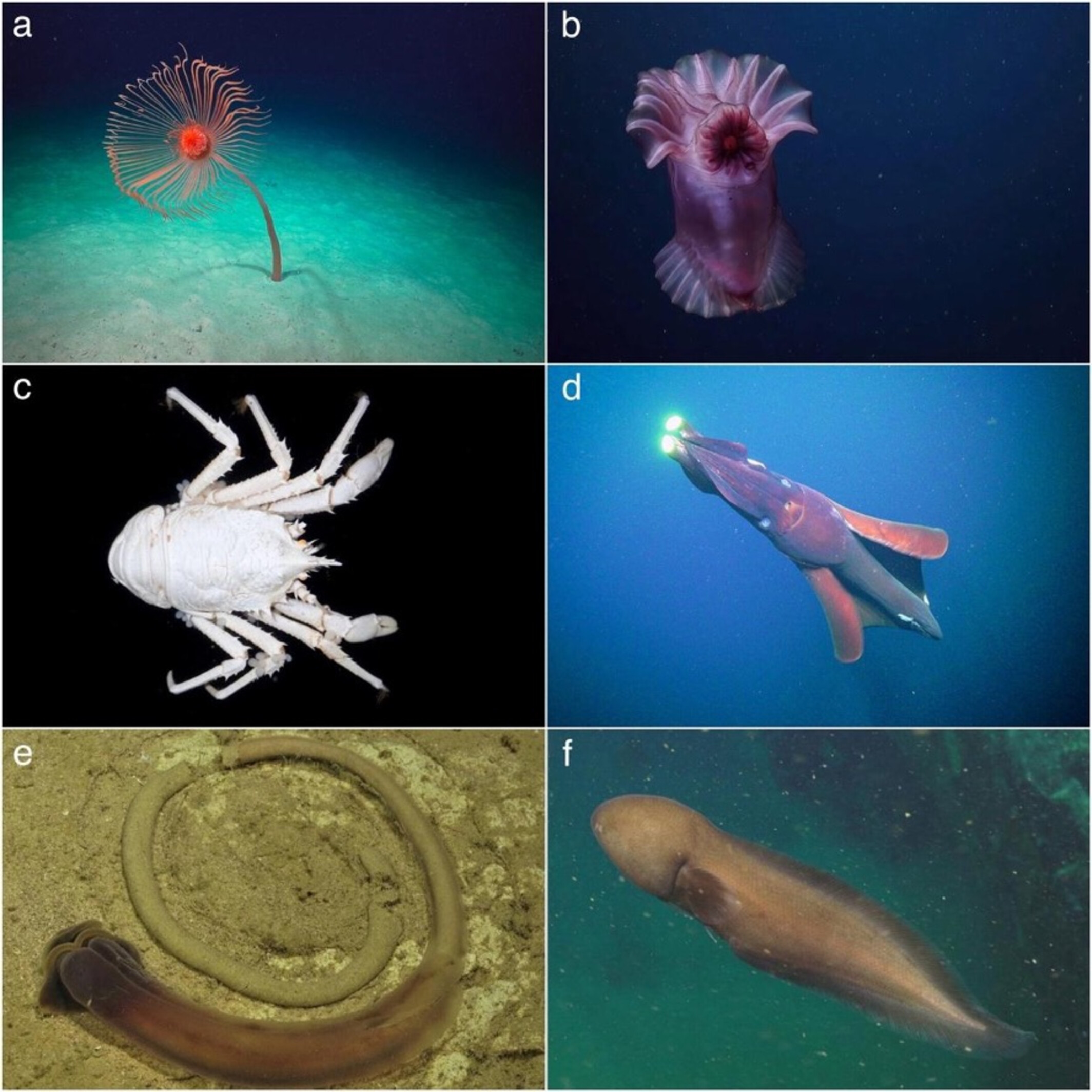 Um subconjunto de táxons de interesse detectados nos cânions submarinos de Cape Range e Cloates, no Oceano Índico (Austrália Ocidental). Os táxons foram detectados usando metabarcoding de DNA ambiental com os ensaios COI Leray e 16S Fish. Os táxons incluem: (a) o hidroide gigante Branchiocerianthus sp.; (b) o pepino-do-mar profundo Enypniastes sp.; (c) a lagosta-anã Munidopsis cf. subsquamosa ; (d) a lula-polvo Dana Taningia sp.; (e) o verme-bolota Tergivelum sp.; e (f) a enguia-cusk sem rosto Typhlonus nasus