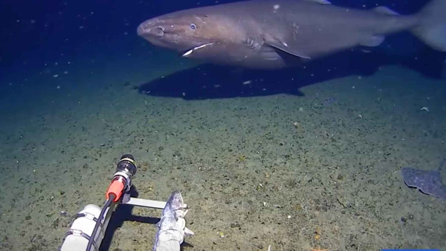 Um tubarão lento, com cerca de 3 a 3 metros de comprimento, foi filmado no Oceano Austral, próximo à Antártica, onde muitos cientistas presumiram que os tubarões estavam essencialmente ausentes.