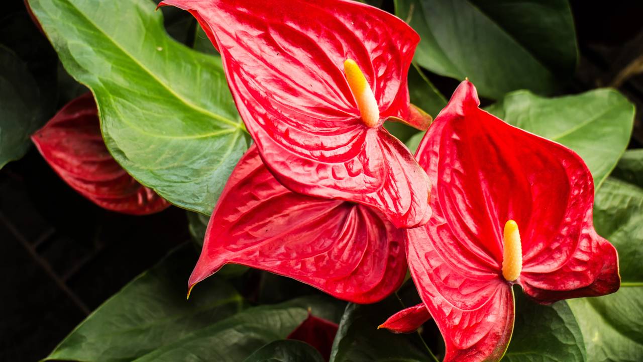 Seu antúrio só dá folhas? Veja os erros mais comuns que podem impedir a planta de florescer novamente.