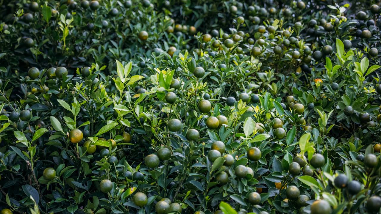 Muita gente erra na poda do limoeiro e acaba reduzindo os frutos sem perceber. Veja os cuidados que fazem diferença no quintal.