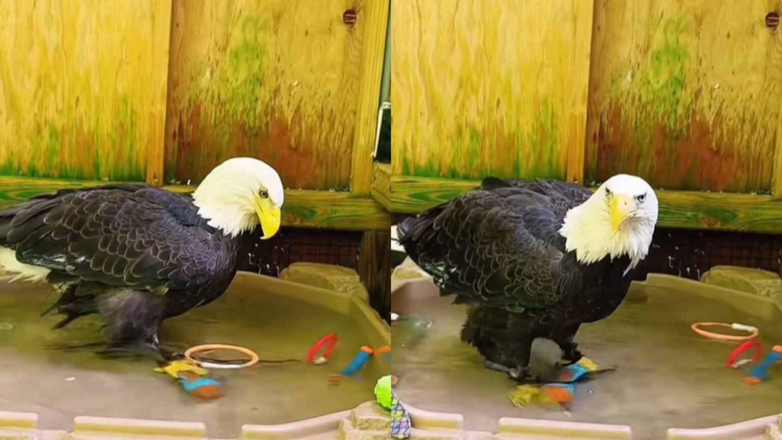 Ainda assim, o objetivo não é transformar Aurora em um animal de estimação. Ela é um animal selvagem que vive sob cuidados especializados porque seus ferimentos tornaram impossível a liberação.
