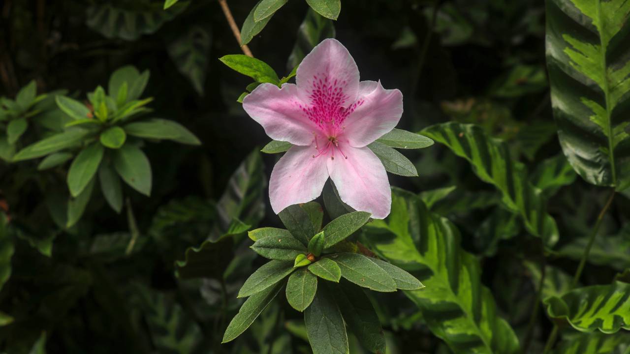 Paisagistas apostam nesses arbustos para criar jardins urbanos bonitos, seguros e fáceis de manter no dia a dia.