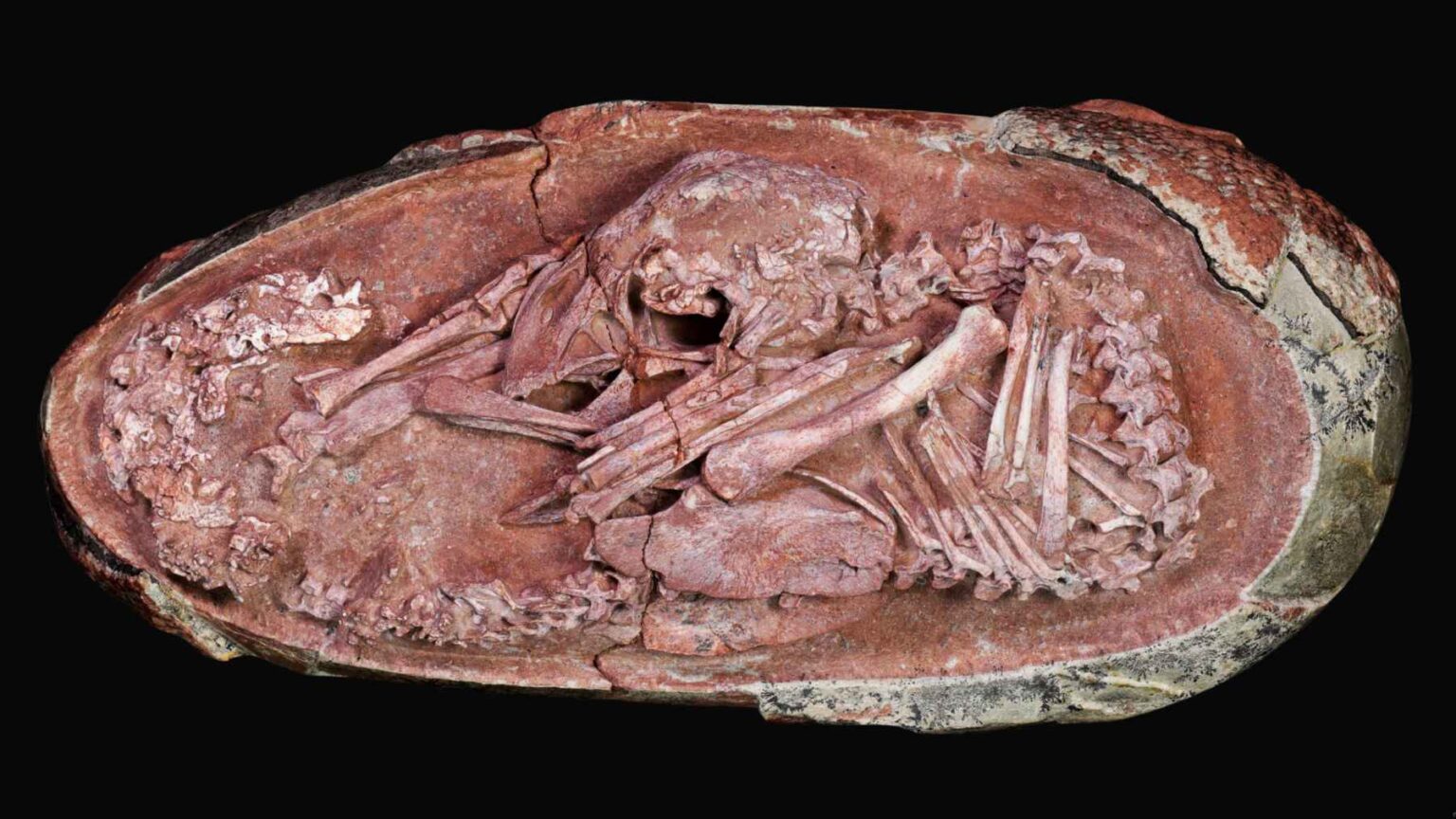 Um ovo fossilizado do sul da China abriu uma rara janela para os momentos finais de um dinossauro antes da eclosão.