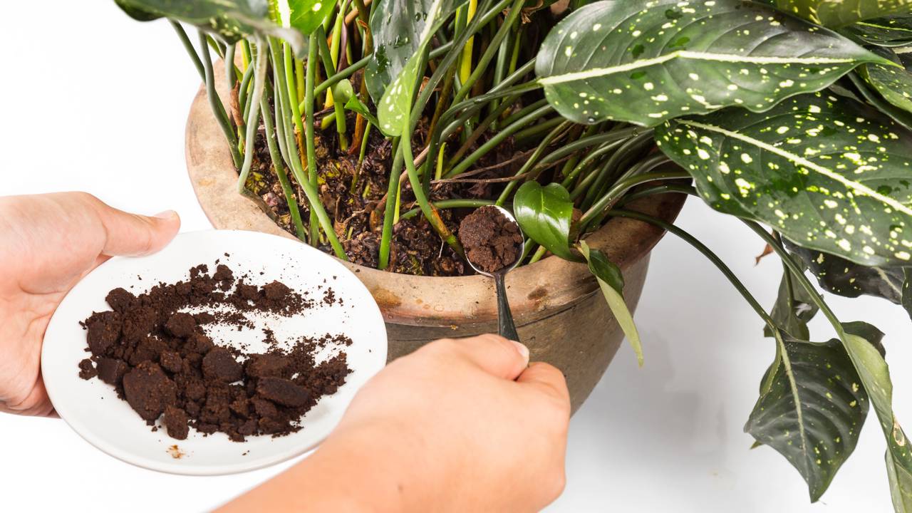 Muita gente começou a usar borra de café nos vasos para melhorar o solo e deixar as plantas mais fortes e vistosas.