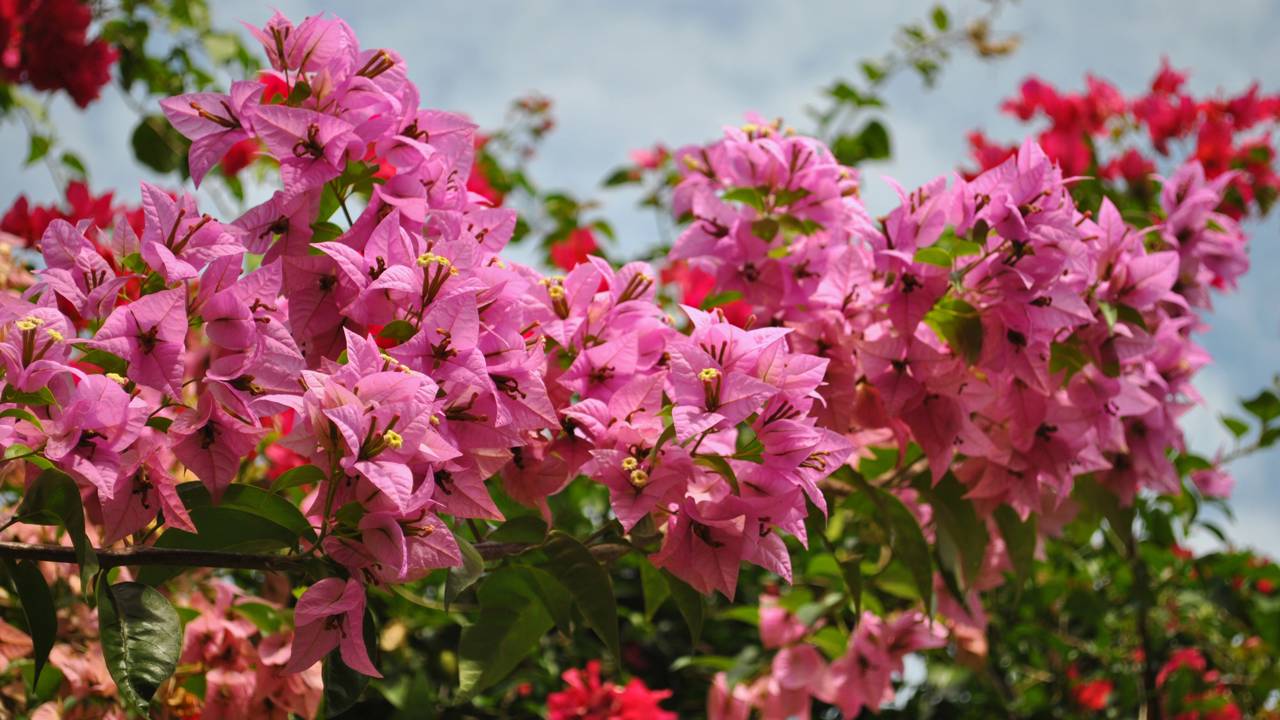 A primavera virou queridinha na decoração externa por criar sombra, cor e um visual acolhedor em pouco tempo.