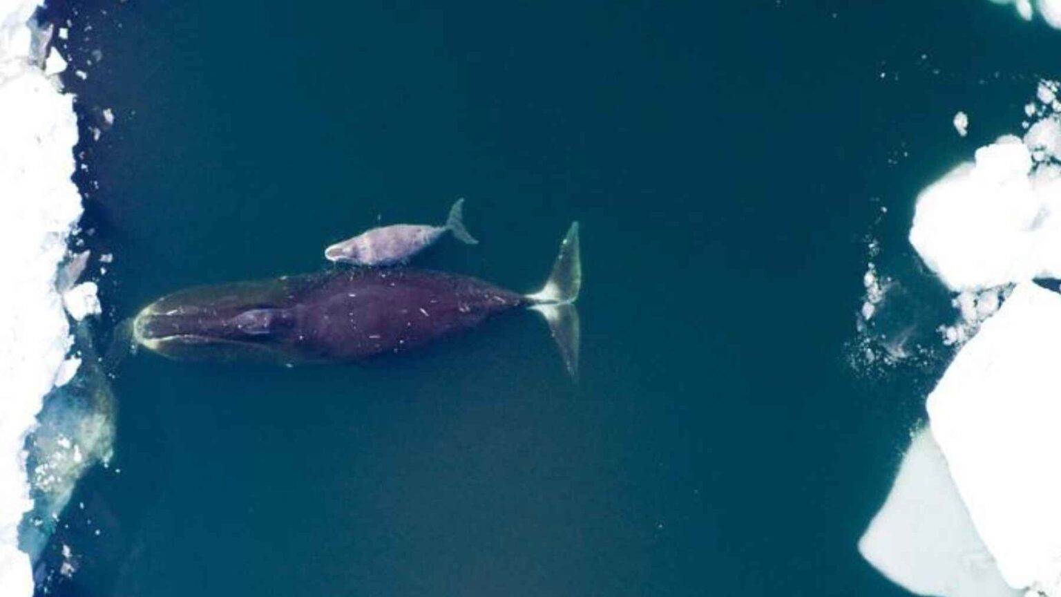 Um drone capturou uma baleia-de-borealena navegando por águas geladas na Baía de Disko, na Groenlândia, onde a espécie sobrevive sob o gelo marinho ártico em movimento.