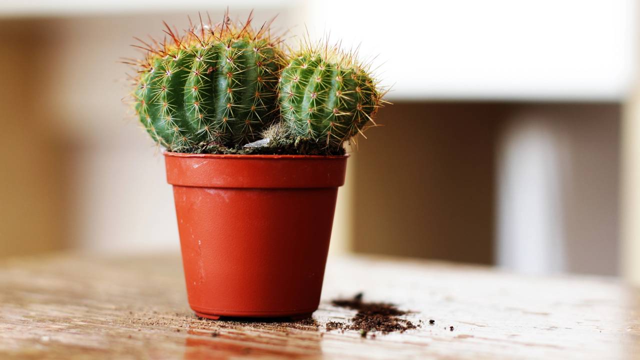 Esse detalhe curioso nos cactos ajuda a entender melhor a saúde da planta e as condições do cultivo.