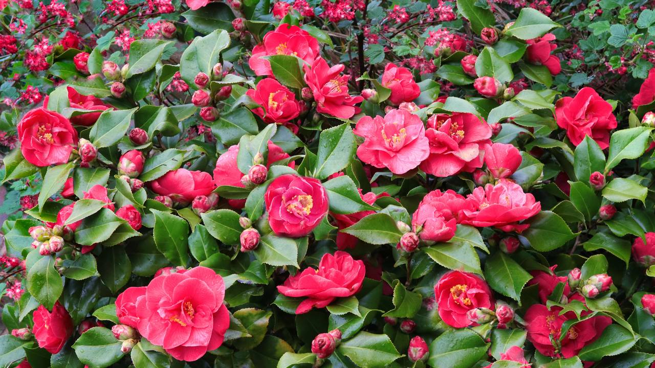 A camélia-japônica pode transformar jardins pequenos com flores sofisticadas e visual inspirado nos tradicionais jardins japoneses.