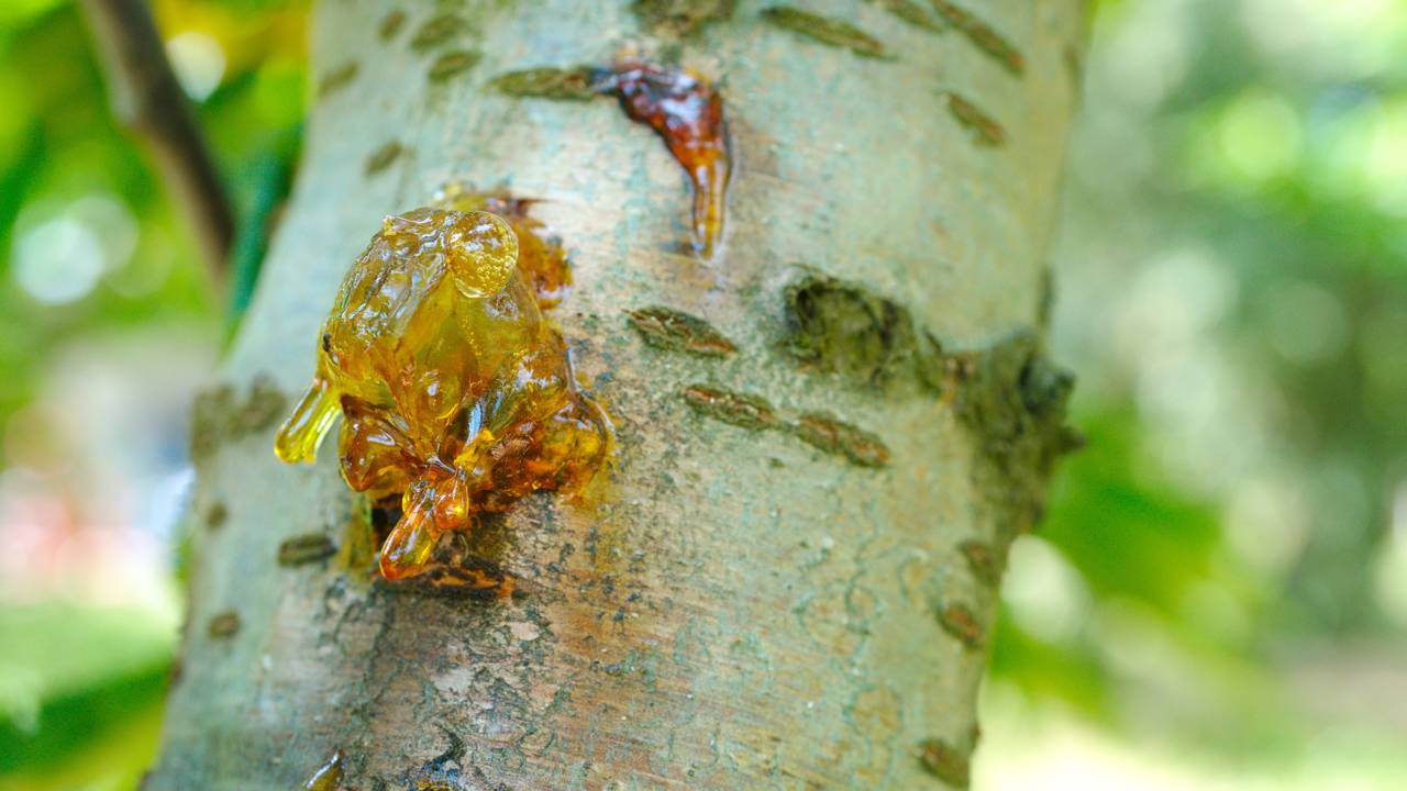 Quem cultiva frutíferas precisa observar sinais de resina no tronco. Pequenas rachaduras podem esconder um problema sério.