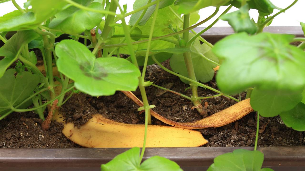 Casca de banana pode virar adubo natural, ajudar na limpeza e ainda trazer mais sustentabilidade para a rotina.