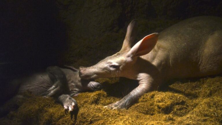 Ver um animal raro sempre chama atenção. Mas, além disso, é um bebê nascido dentro de um programa de conservação, a notícia vai muito além da ternura. No BIOPARC Valência, você já pode ver com sua mãe, dentro de uma toca recriada, um filhote de orycteropus (Orycteropus afer), também conhecido como “tamanduá”.
