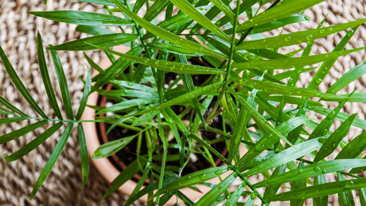 Aprenda como plantar palmeiras em espaços reduzidos sem comprometer pisos, muros e tubulações do quintal.