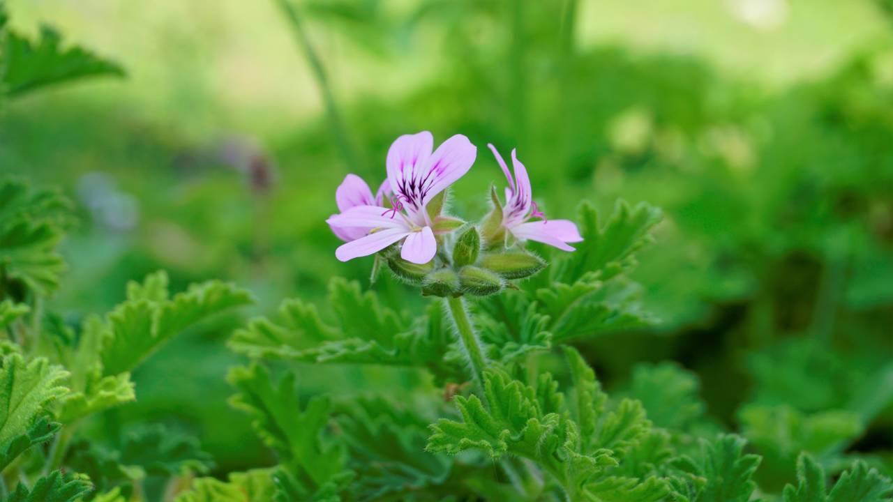 Citronela, hortelã e lavanda criam uma barreira natural contra mosquitos e podem transformar qualquer cantinho da casa.