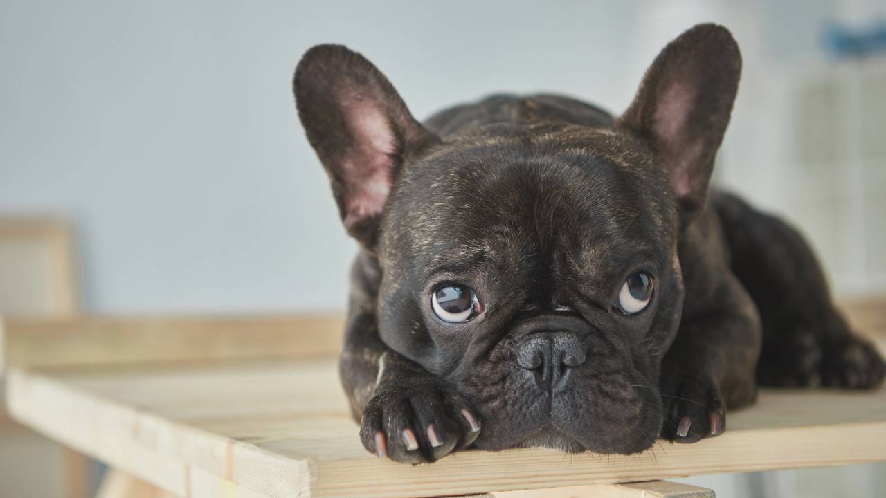 10 Raças de Cachorros Mais Tranquilas para Família