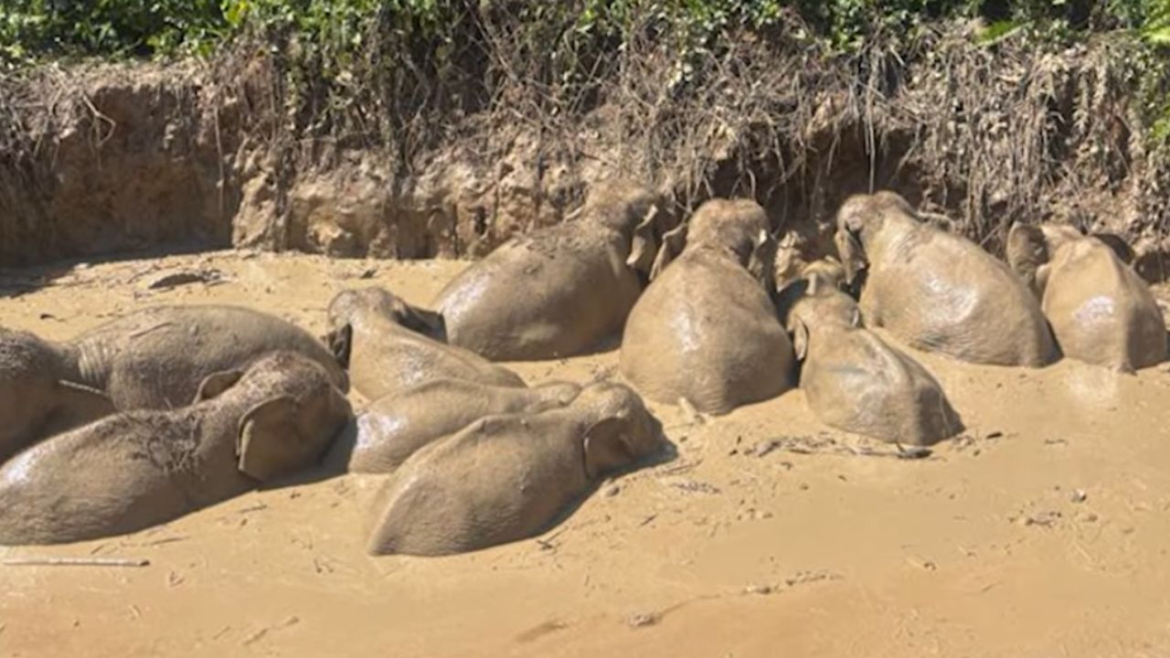 Uma manada de elefantes-pigmeus de Bornéu presa em um lago perto da Reserva Florestal de Deramakot, em Kinabatangan. Créditos: (Youtube/@thestaronline)