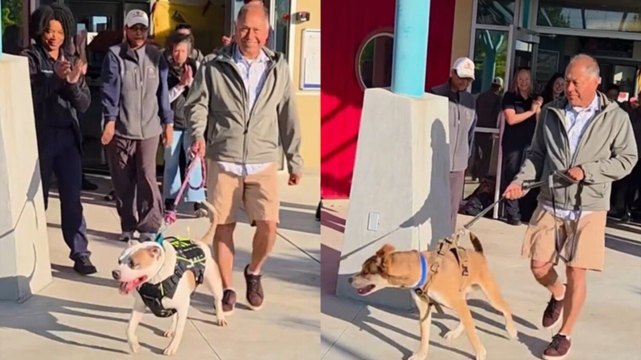 Clyde esperou 831 dias e Saul esperou 280 dias; ambos os cães receberam seus novos lares no mesmo dia! Créditos: (Facebook/Serviços de Animais da Cidade de Tracy)