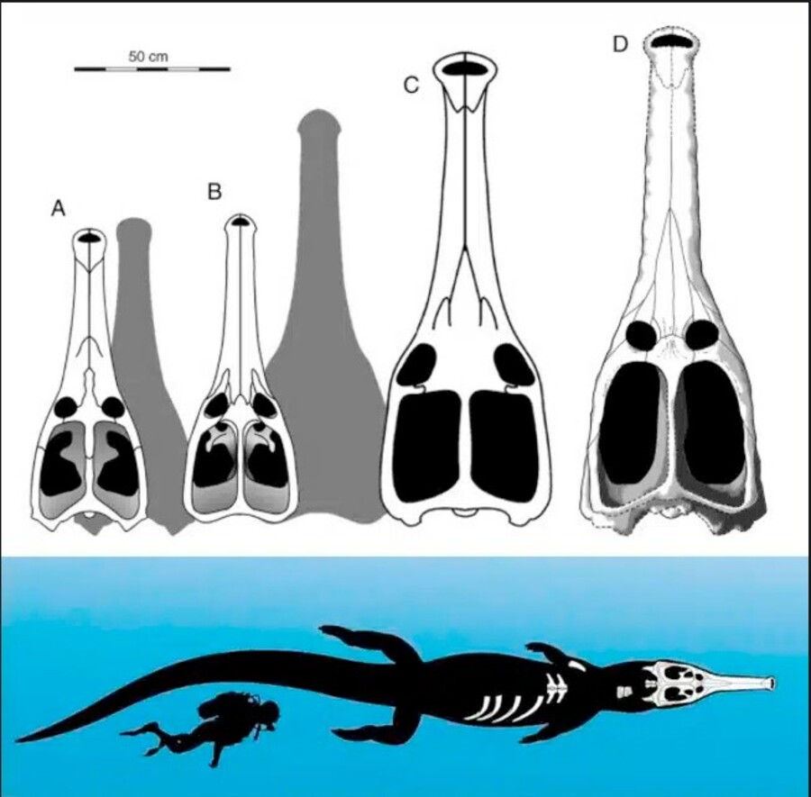 Comparações anatômicas de crânios alongados revelam o formato característico do Machimosaurus rex