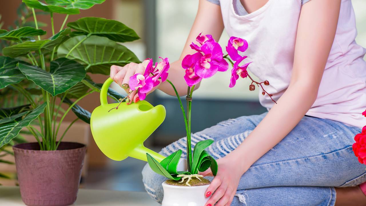 Excesso de água, pouca luz e substrato velho podem impedir novas flores. Veja os ajustes que ajudam a recuperar a planta.