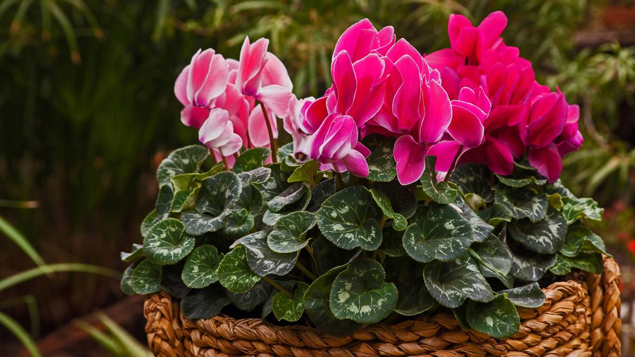 O cyclamen chama atenção por florescer no inverno e deixar vasos e canteiros muito mais vivos e elegantes.
