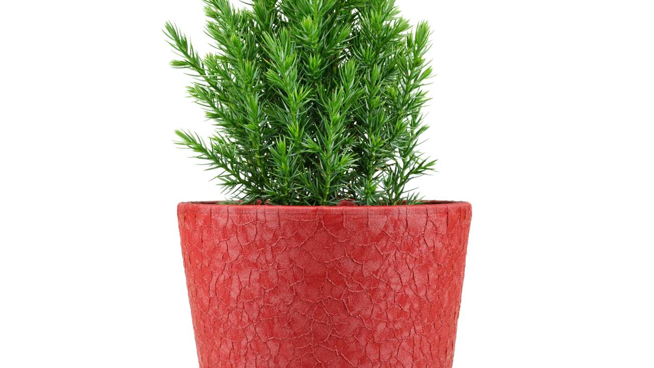 Plantas para vasos que resistem o frio e exigem poucos cuidados
