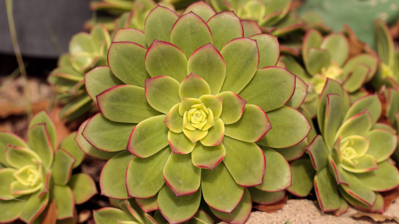 Pouca água, bastante luz e substrato drenável fazem a echeveria crescer saudável. Entenda os cuidados mais importantes.