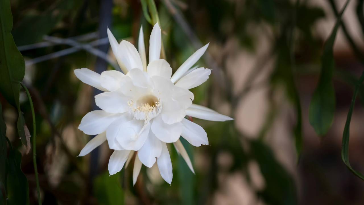 Moradores de apartamento estão apostando nessa planta perfumada para deixar a casa mais agradável e acolhedora naturalmente.