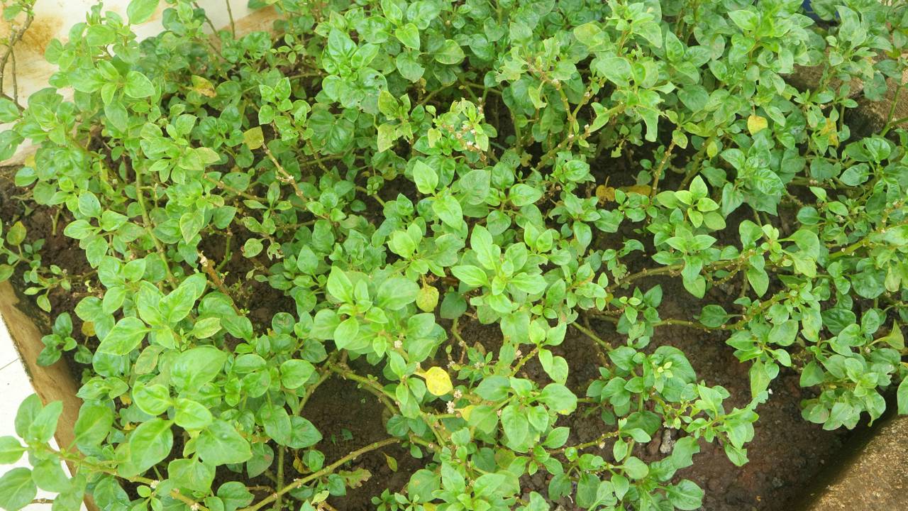 O espinafre pode crescer fácil em casa com poucos cuidados. Aprenda como plantar, regar e colher sem erro no dia a dia.