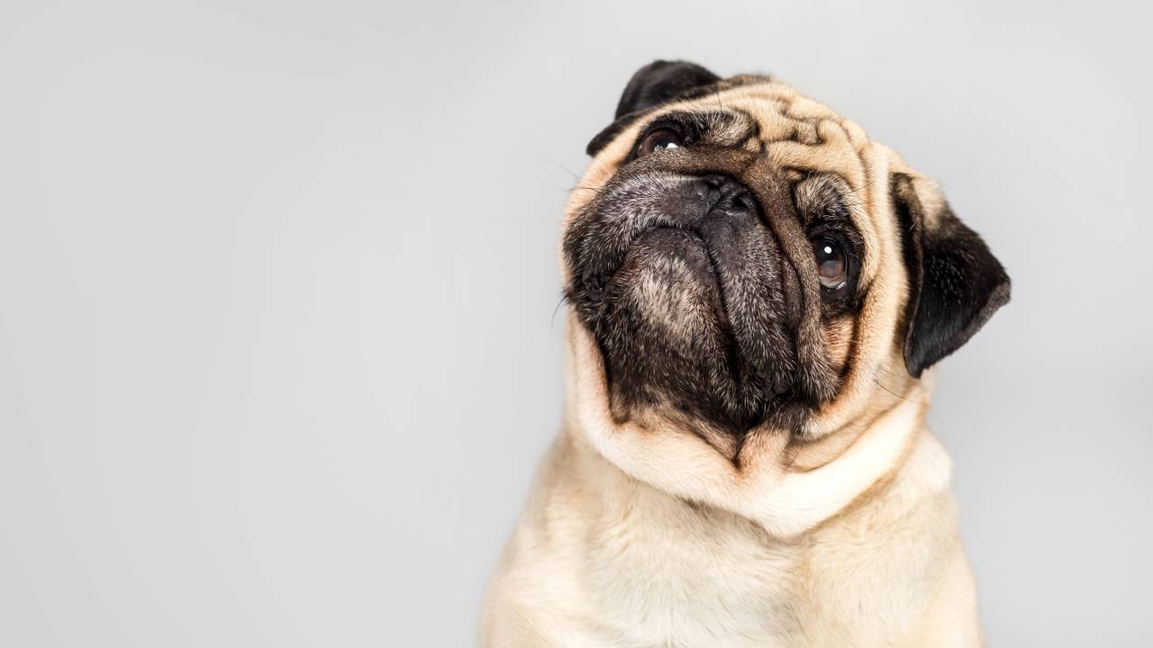 10 Raças de Cachorros Mais Tranquilas para Família