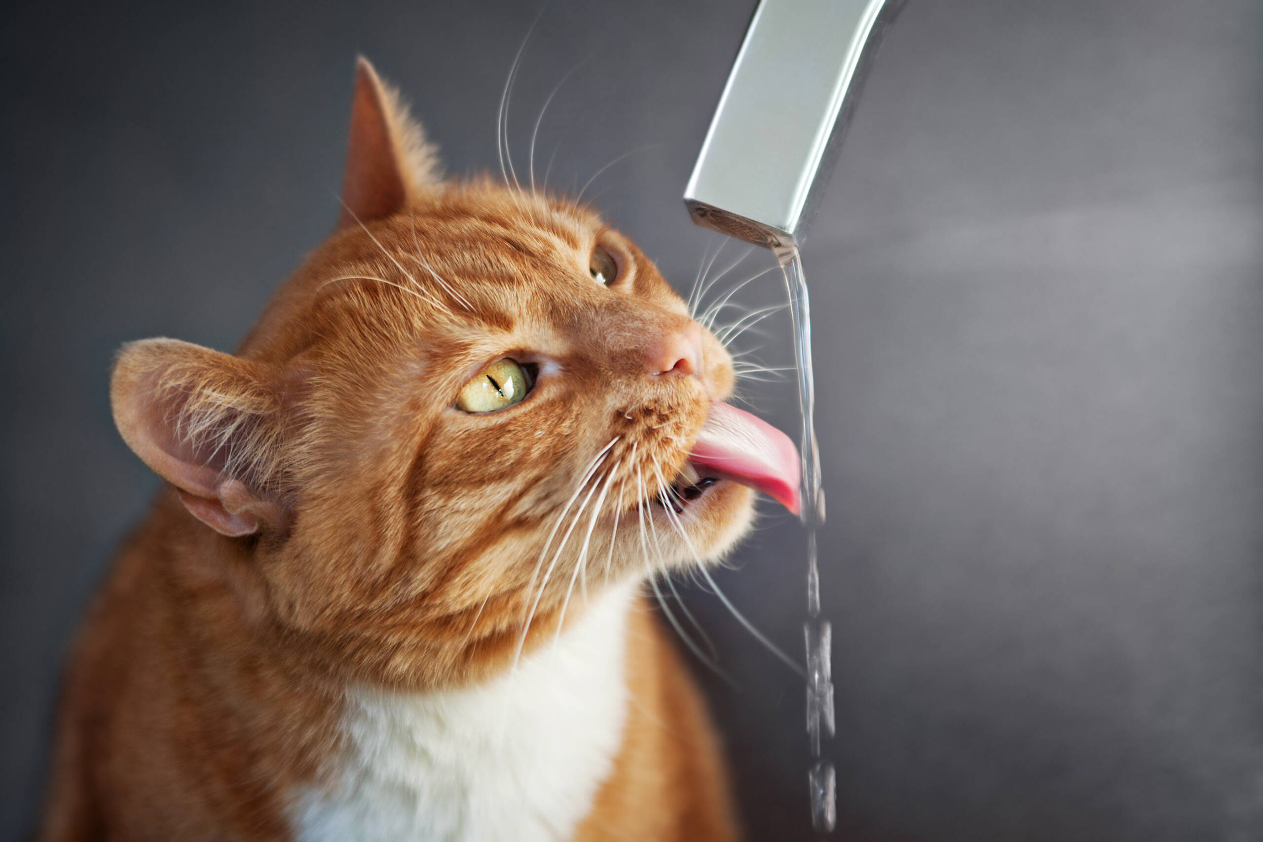 O motivo curioso de alguns gatos preferirem beber água corrente
