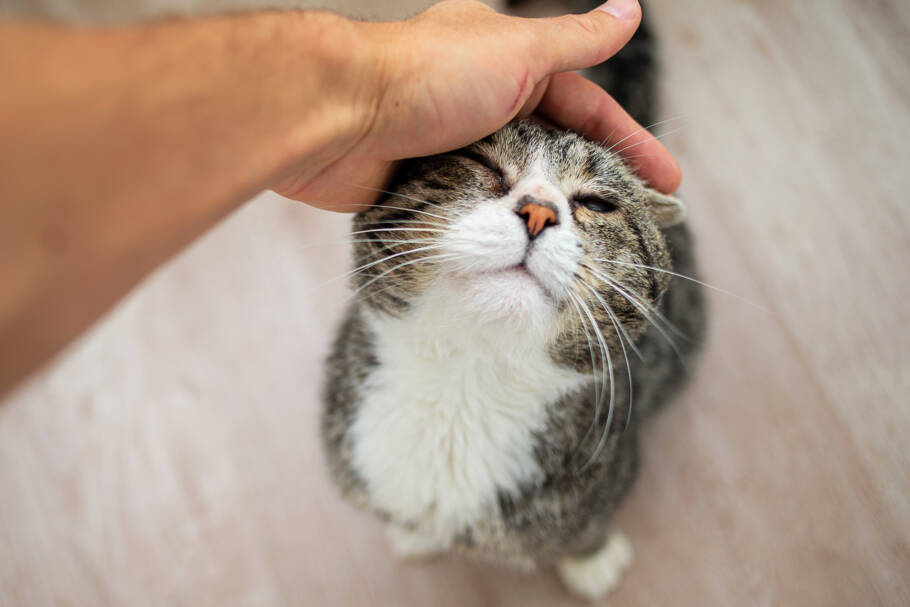 Carinho em regiões como cabeça, bochechas e base das orelhas é considerado agradável pelo gatinho